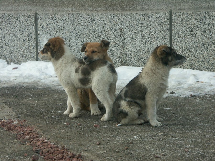 0040_PICT8934.jpg