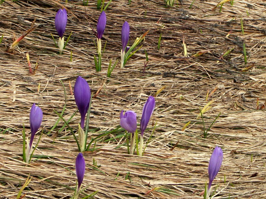 0040_PICT9268.JPG