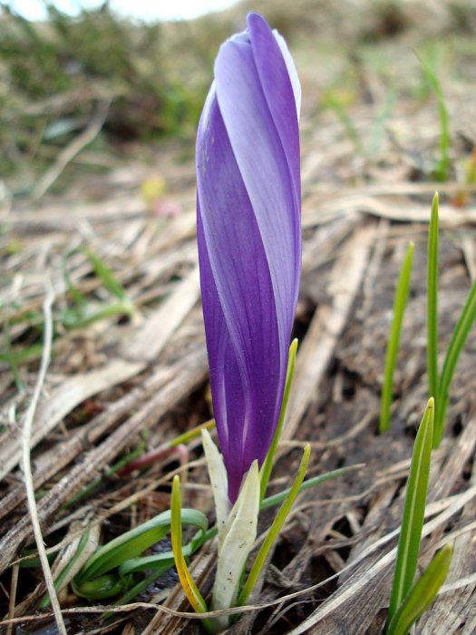 0042_DSC00784-Krop.jpg